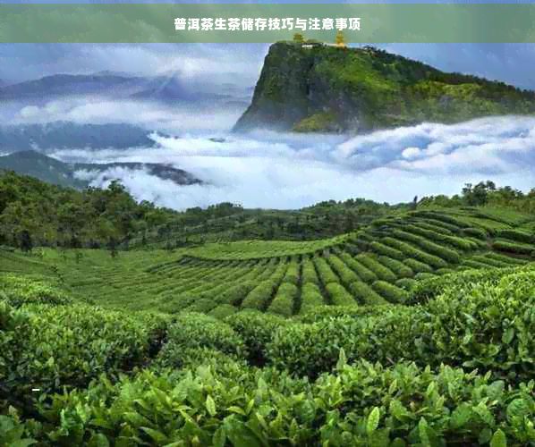 普洱茶生茶储存技巧与注意事项