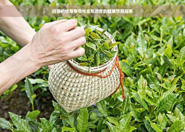 白茶的飲用季節(jié)與全年適宜的健康飲用指南