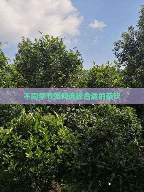 不同季節(jié)如何選擇合適的茶飲