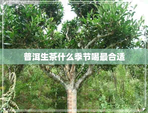 普洱生茶什么季节喝最合适