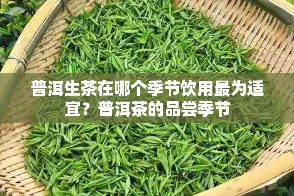 普洱生茶在哪个季节饮用最为适宜?普洱茶的品尝季节