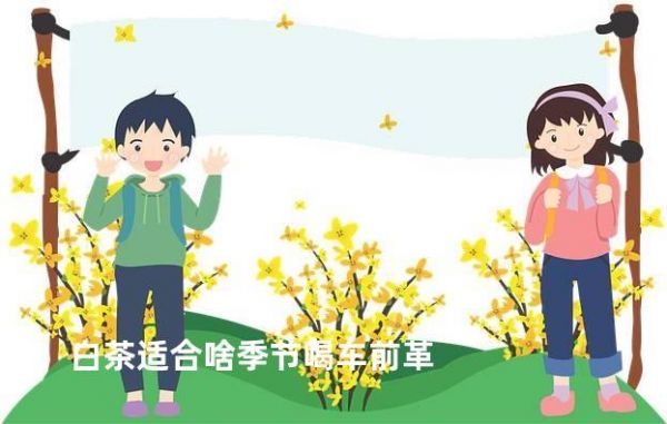 白茶适合啥季节喝车前革