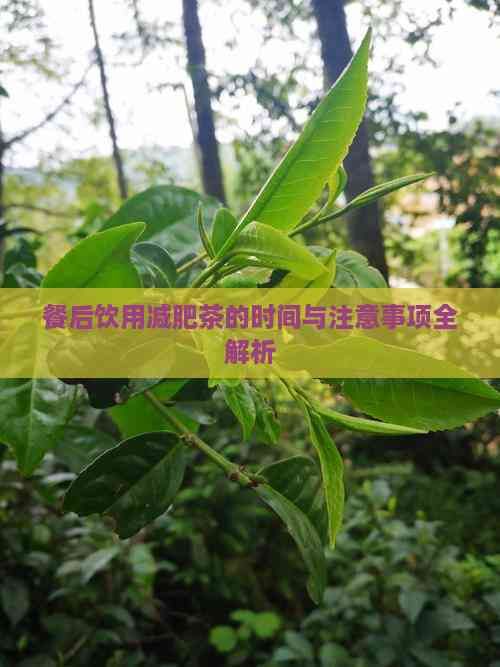 餐后飲用減肥茶的時間與注意事項全解析