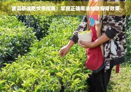 普洱茶減肥飲用指南：掌握正確喝法加速瘦身效果