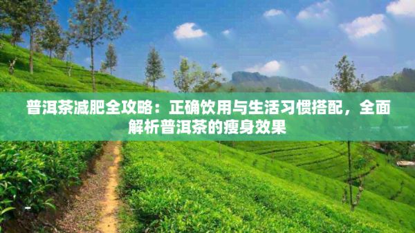 普洱茶減肥全攻略：正確飲用與生活習慣搭配，全面解析普洱茶的瘦身效果