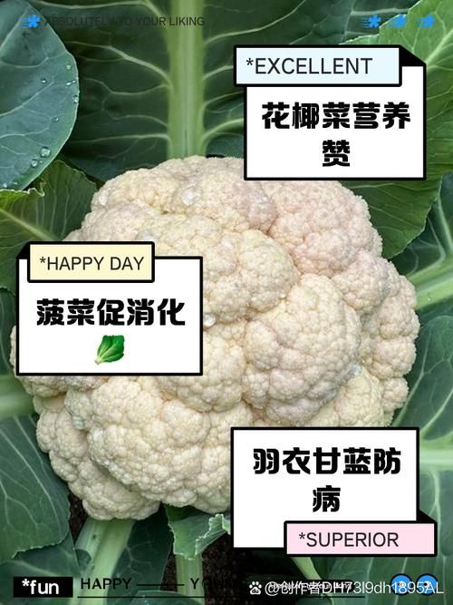 补蛋白质的蔬菜有哪些