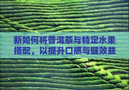 新如何將普洱茶與特定水果搭配，以提升口感與健效益？