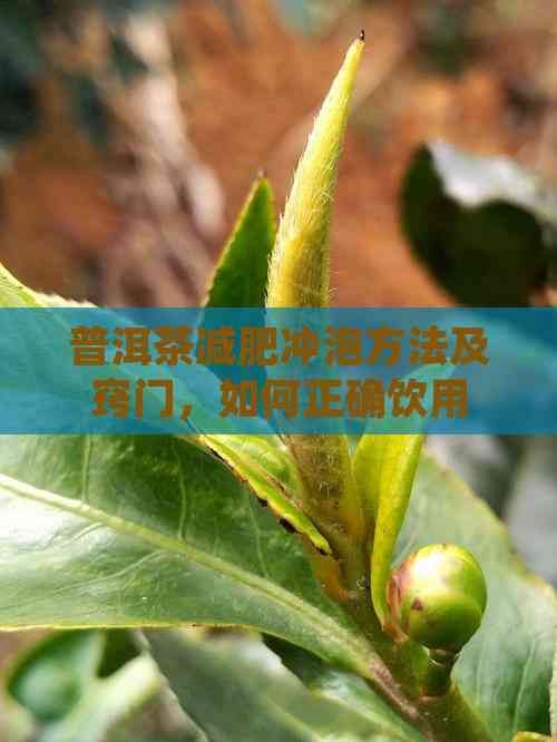 普洱茶減肥沖泡方法及竅門，如何正確飲用