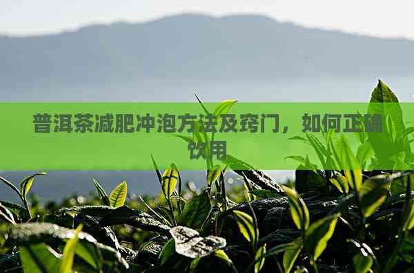 普洱茶減肥沖泡方法及竅門，如何正確飲用