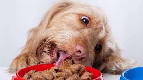 狗狗為什么愛吃茶葉渣呢？