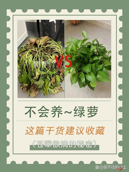茶葉可以養(yǎng)綠蘿嗎