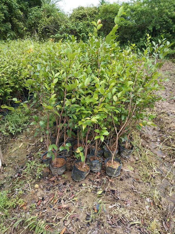 种植茶树前景怎样?茶树的栽培与种植技术