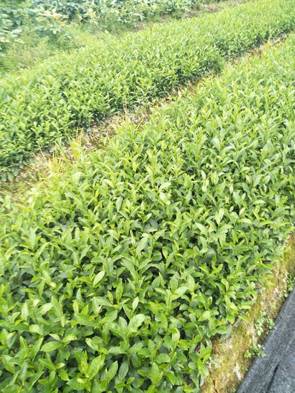 种植茶树前景怎样?茶树的栽培与种植技术