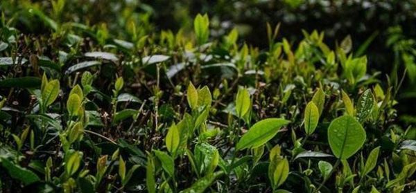 茶叶树如何种植，注意水分和营养，关键技术要掌握，高产的关键