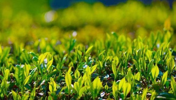 有機茶種植日常怎么管理？農(nóng)民教你幾點種植出優(yōu)質(zhì)高產(chǎn)茶！