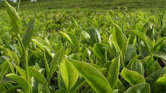 有機茶種植日常怎么管理？農(nóng)民教你幾點種植出優(yōu)質(zhì)高產(chǎn)茶！