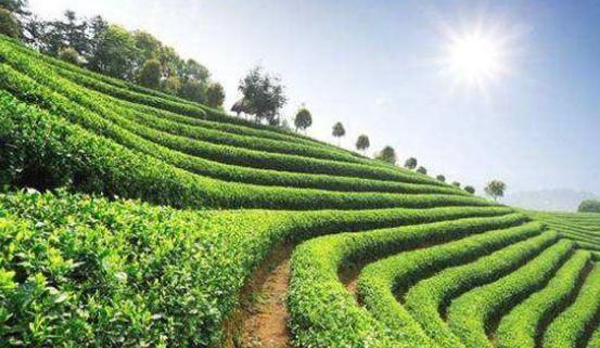 有機茶種植日常怎么管理？農(nóng)民教你幾點種植出優(yōu)質(zhì)高產(chǎn)茶！