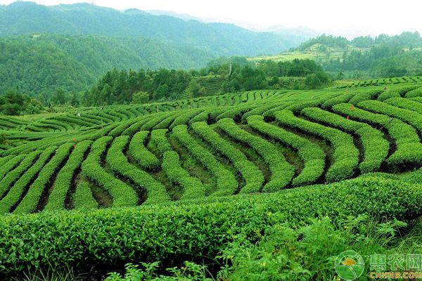 无公害茶园种植技术-图片版权归惠农网所有