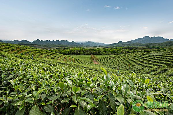 无公害茶园种植技术-图片版权归惠农网所有