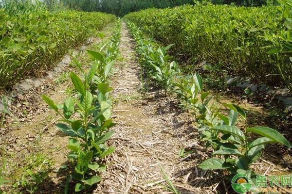 无公害茶园种植技术-图片版权归惠农网所有