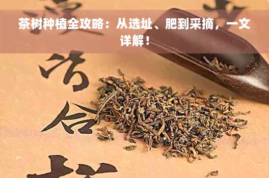 茶樹種植全攻略：從選址、肥到采摘，一文詳解！