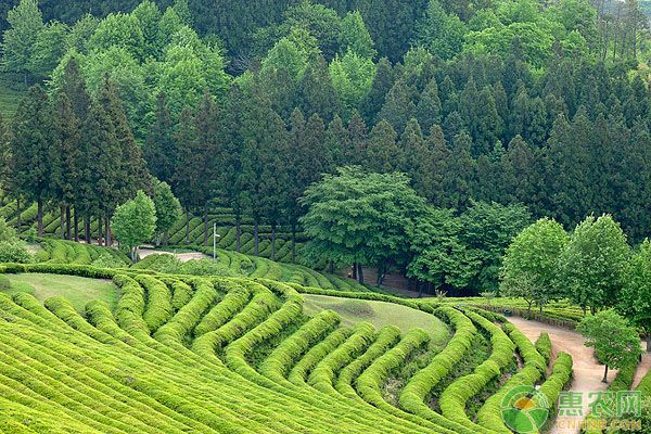 綠茶種植時間和方法-圖片版權(quán)歸惠農(nóng)網(wǎng)所有