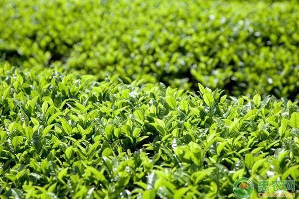 綠茶種植時間和方法-圖片版權(quán)歸惠農(nóng)網(wǎng)所有