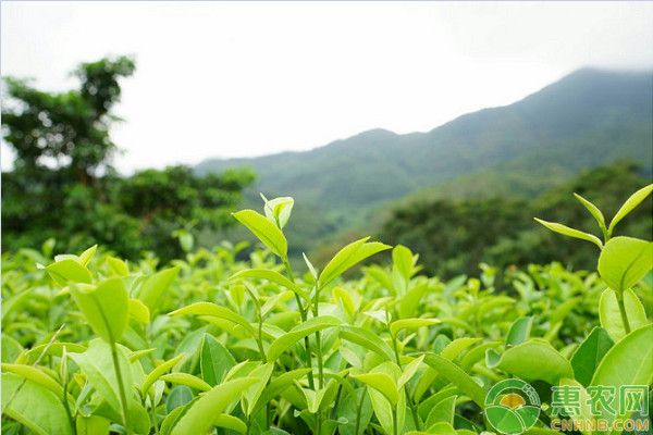 綠茶種植時間和方法-圖片版權(quán)歸惠農(nóng)網(wǎng)所有