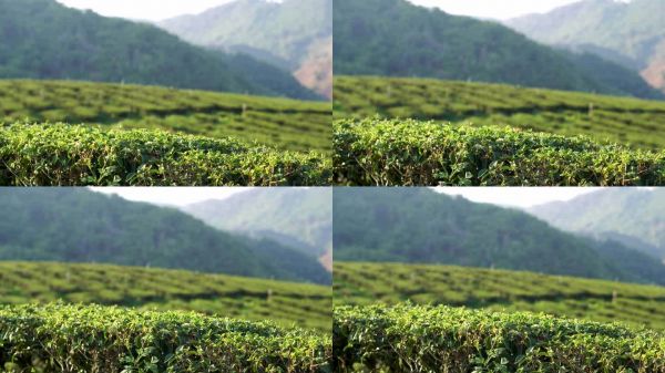 新鮮的綠茶樹葉在生態(tài)草藥農(nóng)場。早晨陽光下的茶樹種植園。清新的草藥綠色自然花園農(nóng)田。飲用有機放松健康植