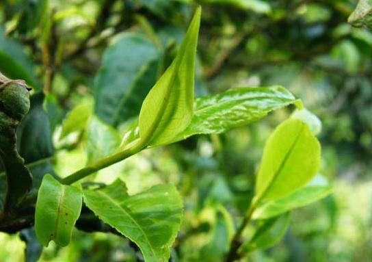 茶樹怎么種植？什么季節(jié)種容易成活？