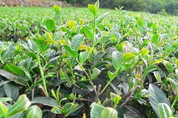 茶樹怎么種植？什么季節(jié)種容易成活？