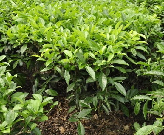 茶樹怎么種植？什么季節(jié)種容易成活？