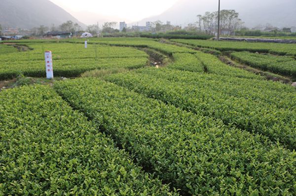 茶树怎么种植?茶树苗种植技术