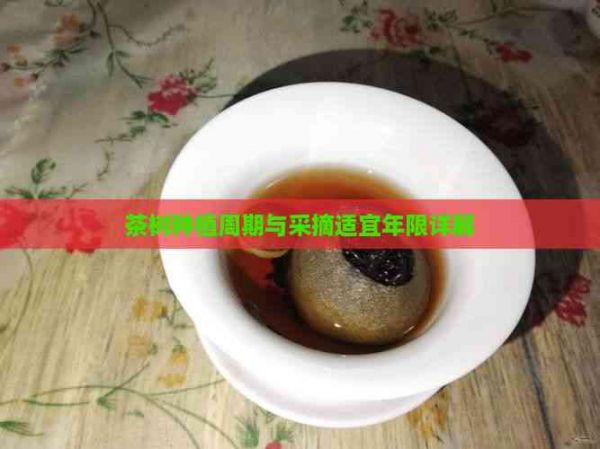 茶樹種植周期與采摘適宜年限詳解