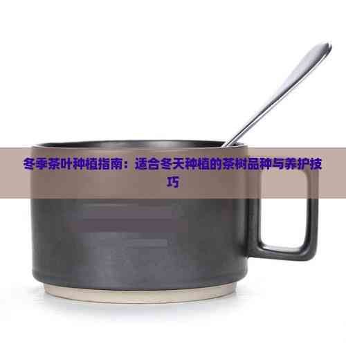 冬季茶葉種植指南：適合冬天種植的茶樹品種與養(yǎng)護技巧