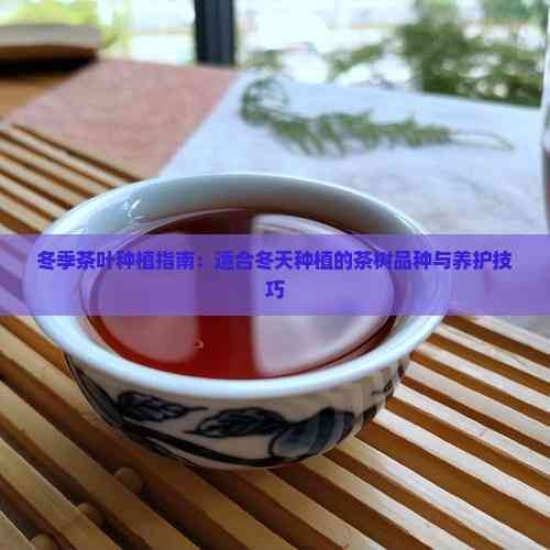 冬季茶葉種植指南：適合冬天種植的茶樹品種與養(yǎng)護技巧