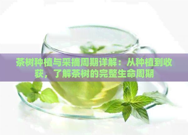茶樹種植與采摘周期詳解：從種植到收獲，了解茶樹的完整生命周期