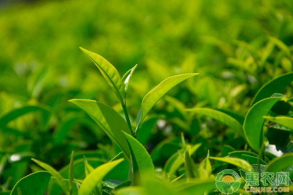 淺談綠茶優(yōu)質(zhì)高產(chǎn)栽培技術(shù)-圖片版權(quán)歸惠農(nóng)網(wǎng)所有