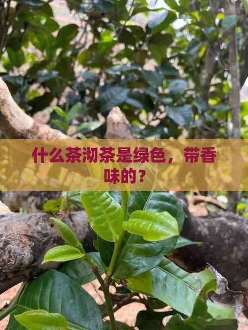 什么茶沏茶是綠色，帶香味的？