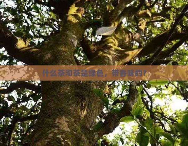 什么茶沏茶是綠色，帶香味的？