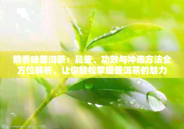 糯香味普洱茶：品鑒、功效與沖泡方法全方位解析，讓你輕松掌握普洱茶的魅力