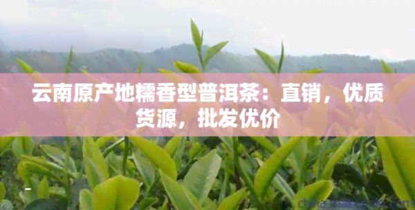 云南原產(chǎn)地糯香型普洱茶：直銷，優(yōu)質(zhì)貨源，批發(fā)優(yōu)價(jià)