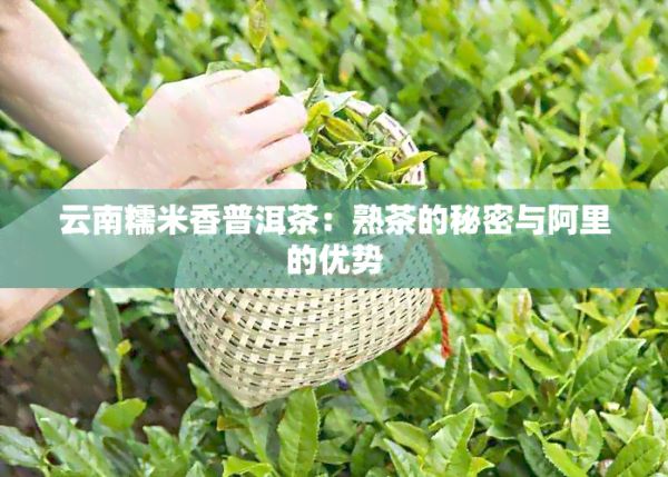 云南糯米香普洱茶：熟茶的秘密與阿里的優(yōu)勢(shì)