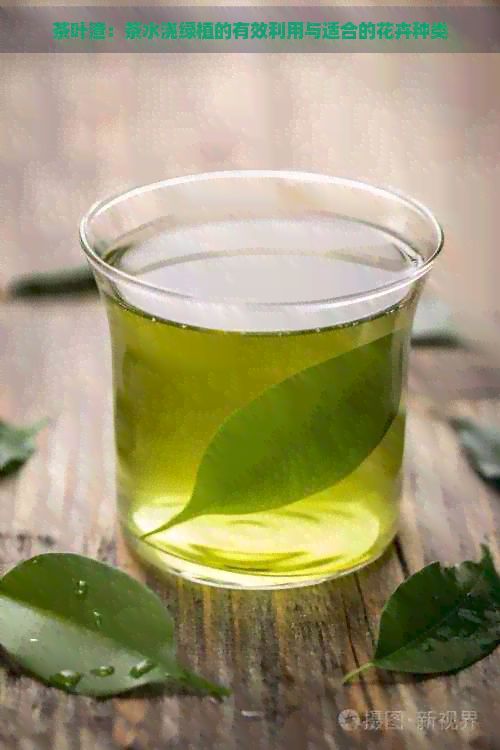 茶叶渣：茶水浇绿植的有效利用与适合的花卉种类
