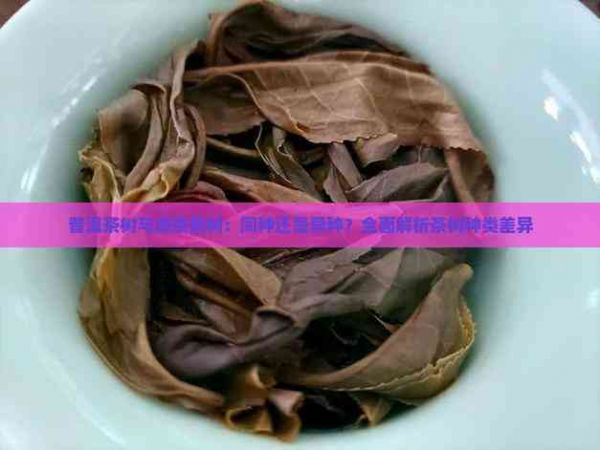 普洱茶樹與綠茶茶樹：同種還是異種？全面解析茶樹種類差異