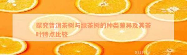 探究普洱茶樹與綠茶樹的種類差異及其茶葉特點比較