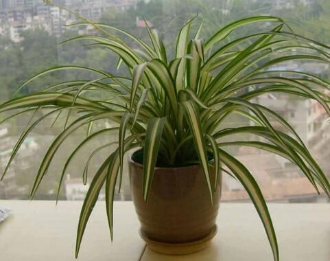 泡過的茶葉渣可以放在綠植盆栽里嗎？過來人告你經(jīng)驗之談！