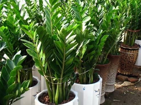 泡過的茶葉渣可以放在綠植盆栽里嗎？過來人告你經(jīng)驗之談！