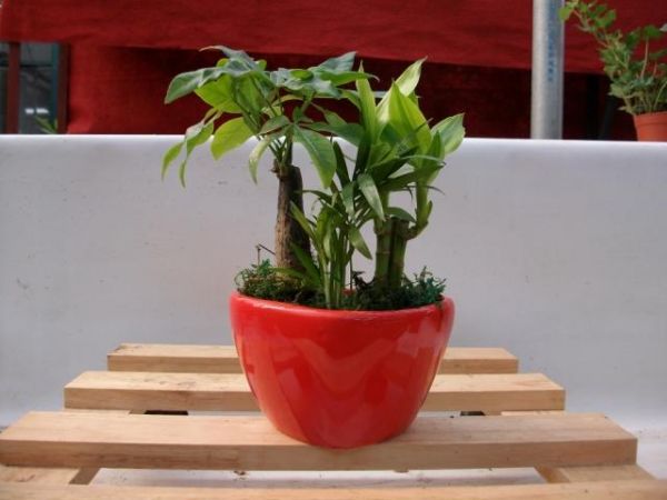 泡過的茶葉渣可以放在綠植盆栽里嗎？過來人告你經(jīng)驗之談！