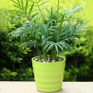泡過的茶葉渣可以放在綠植盆栽里嗎？過來人告你經(jīng)驗之談！